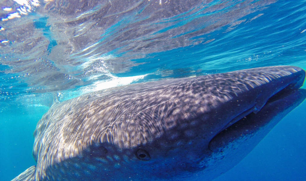 Snorkel en el arrecife mesoamericano frente a las costas de la Riviera Maya